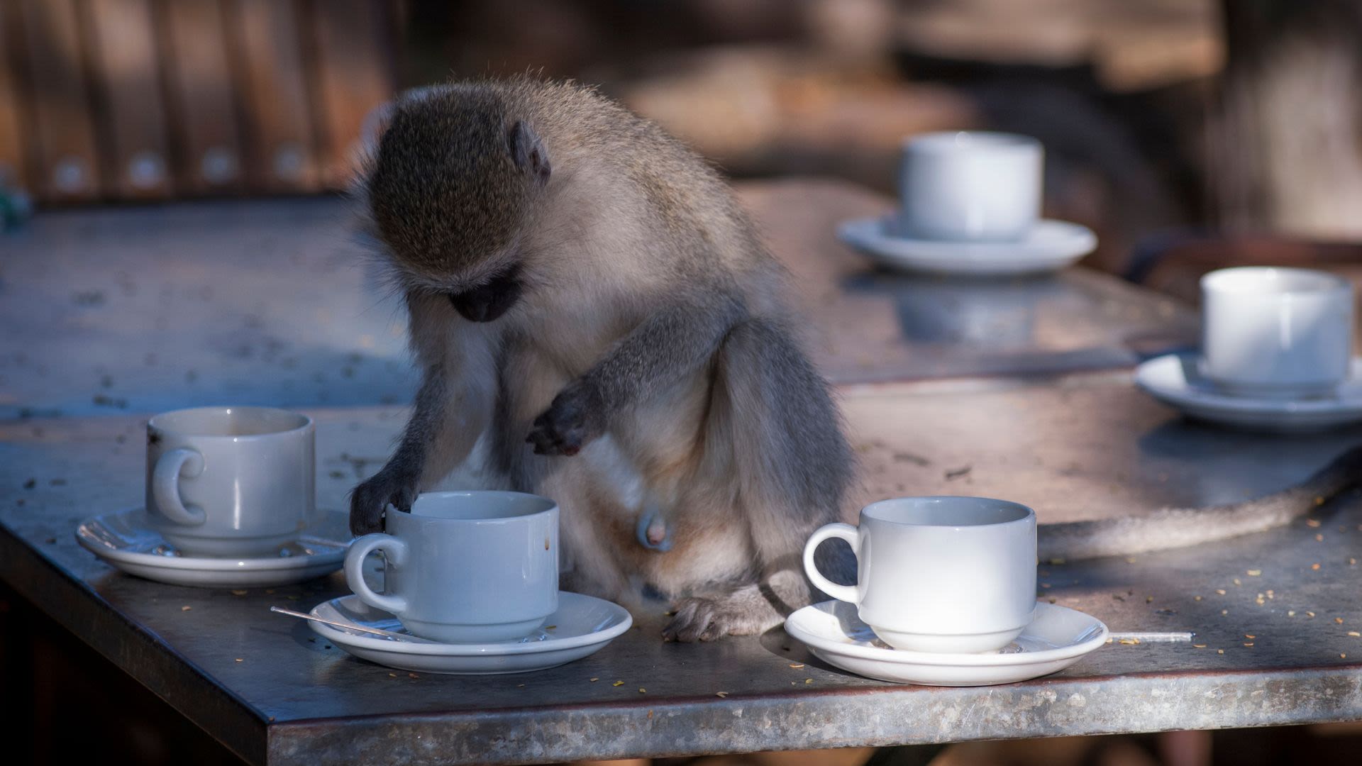 A show poster for Thurston the Great Magician